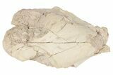 Partial, Fossil Oreodont (Merycoidodon) Skull - South Dakota #198225-4